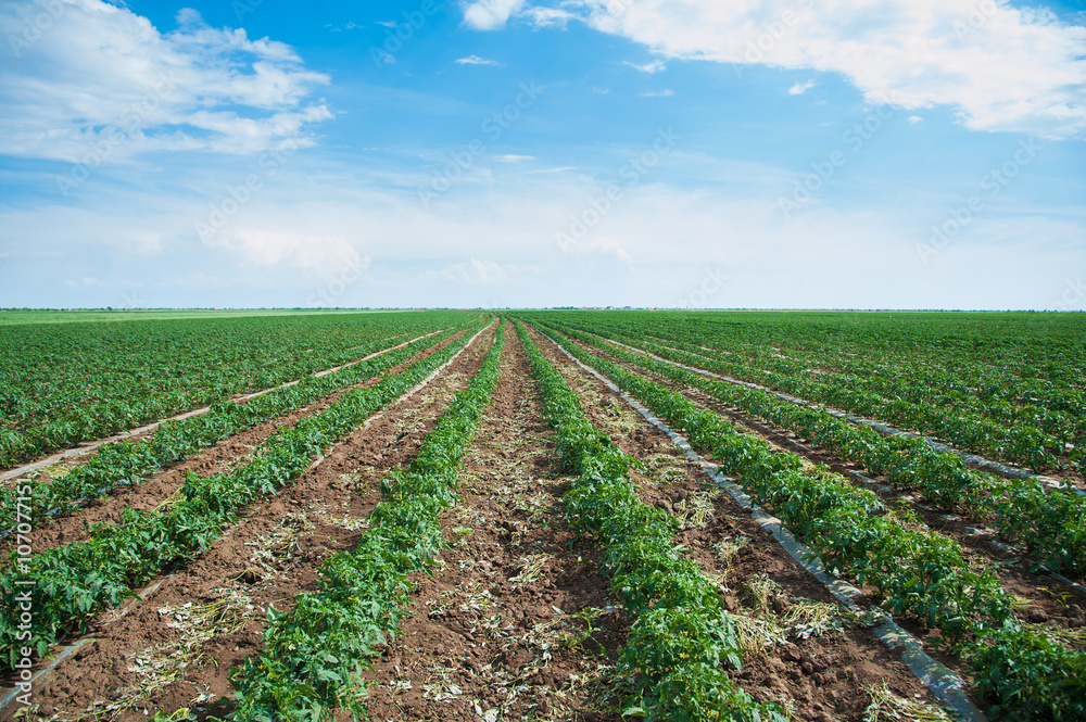 Rows of tomato plants