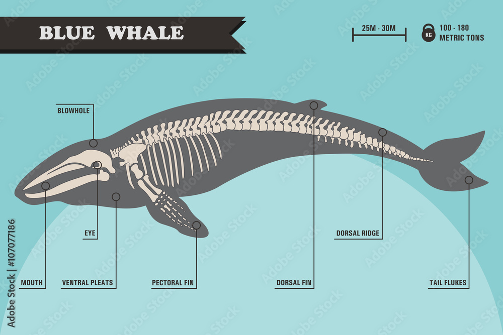 Naklejka premium Blue whale skeleton.