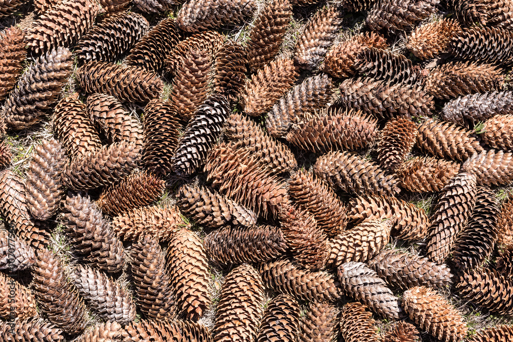 Fototapeta premium Pine cone. Pine cones, for backgrounds or textures.
