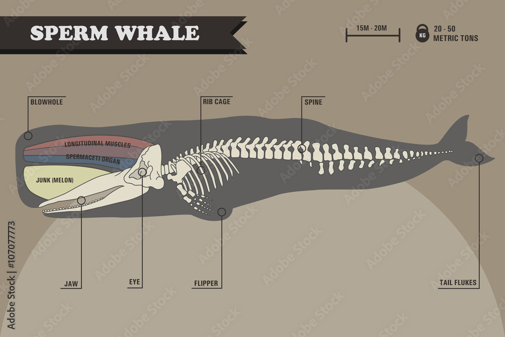 Naklejka premium Sperm whale skeleton.