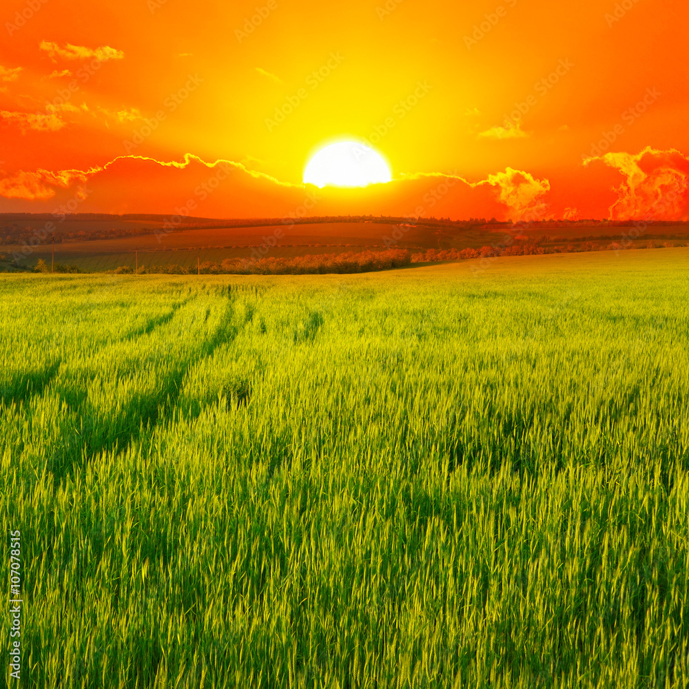 Beautiful sunset on wheat field