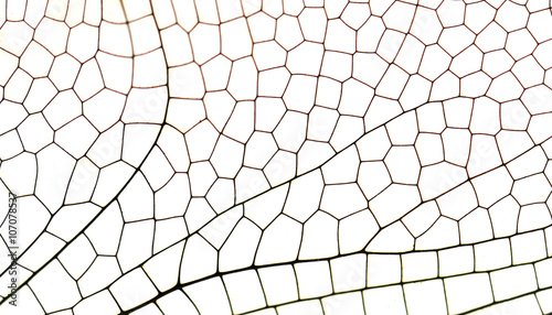 Wing dragonfly close up