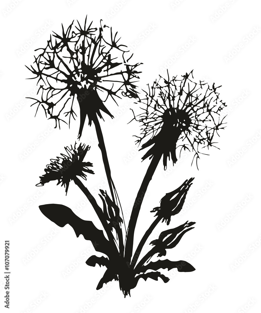 Fototapeta premium Sketch of field dandelion. 
