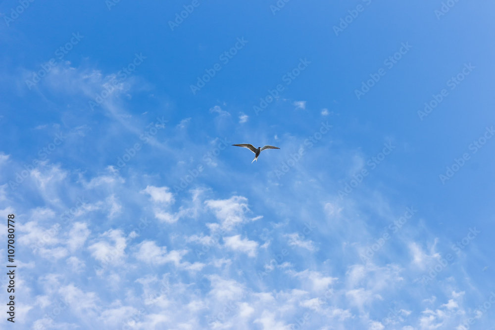 seagull on a background of blue sky and clouds