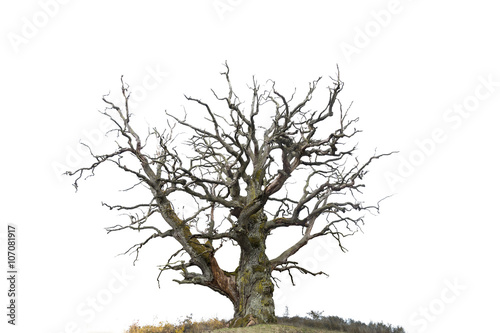 oak tree isolated on white