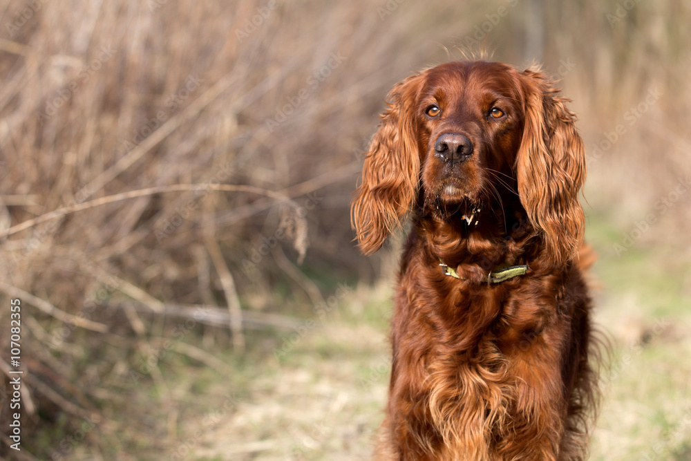 Red irish setter dog, dog for a walk