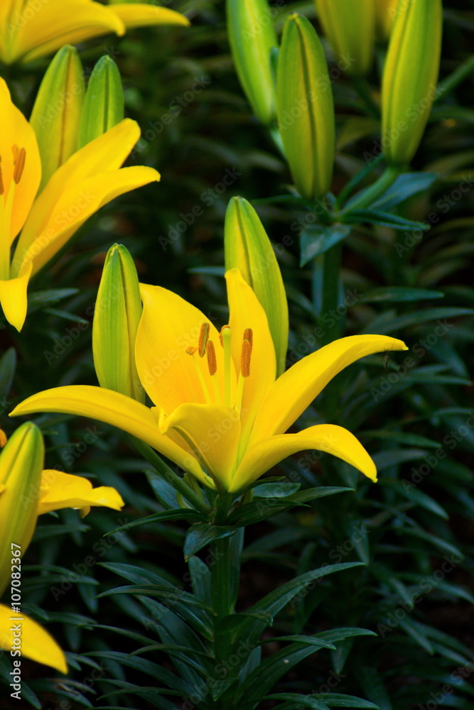 Beautiful yellow lily flower in green garden. group of lily flower. Beautiful yellow lily flower in green garden. group of lily flower.