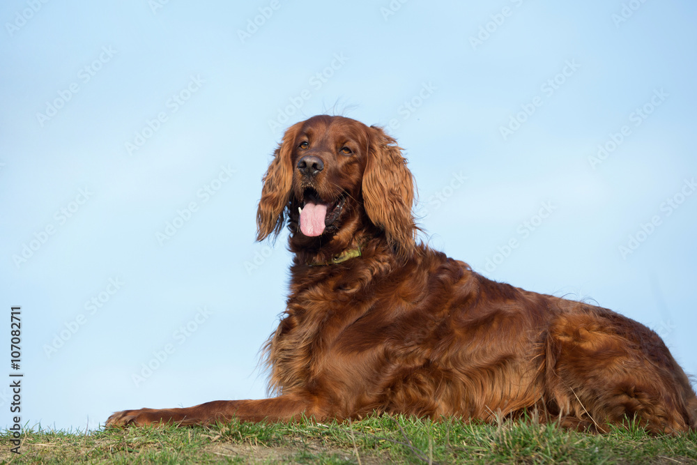 Red irish setter dog, dog for a walk Red irish setter dog, dog for a walk