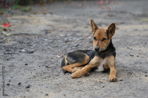 Chiot assis sur un chemin de terre