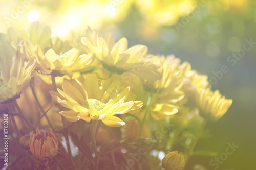 yellow Chrysanthemum flower in the garden. group of yellow chrysanthemum flower on blur background. Fill color effect for vintage style.