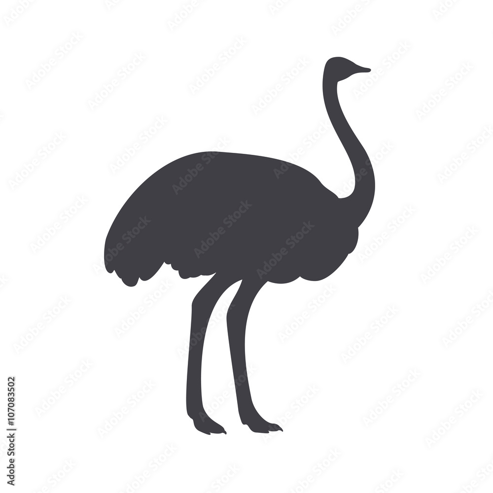 Black ostrich isolated on a white background.