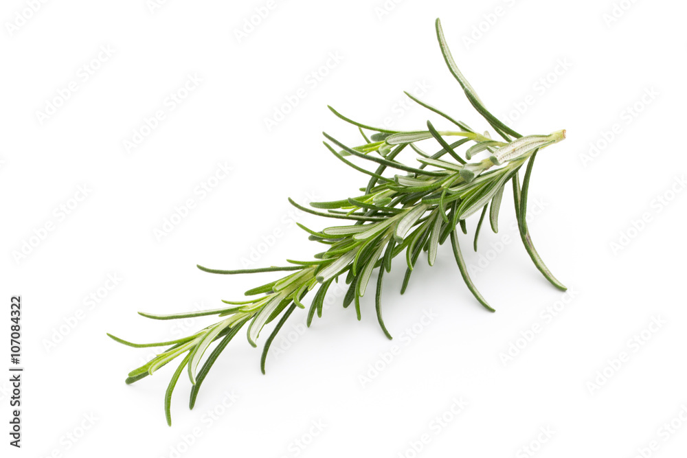 Fototapeta premium Rosemary twig on the isolated white background.