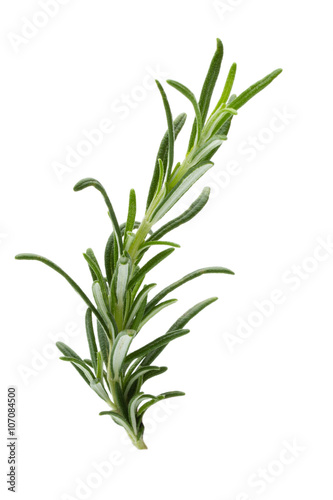 Rosemary twig on the isolated white background.