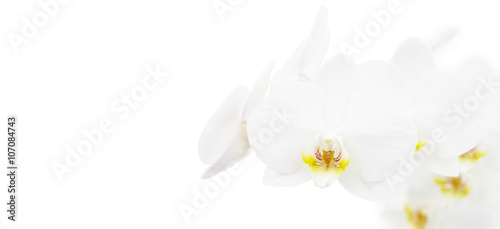 White orchid isolated on white © Pakhnyushchyy