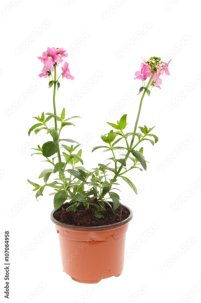 Flowering Nemesia plant