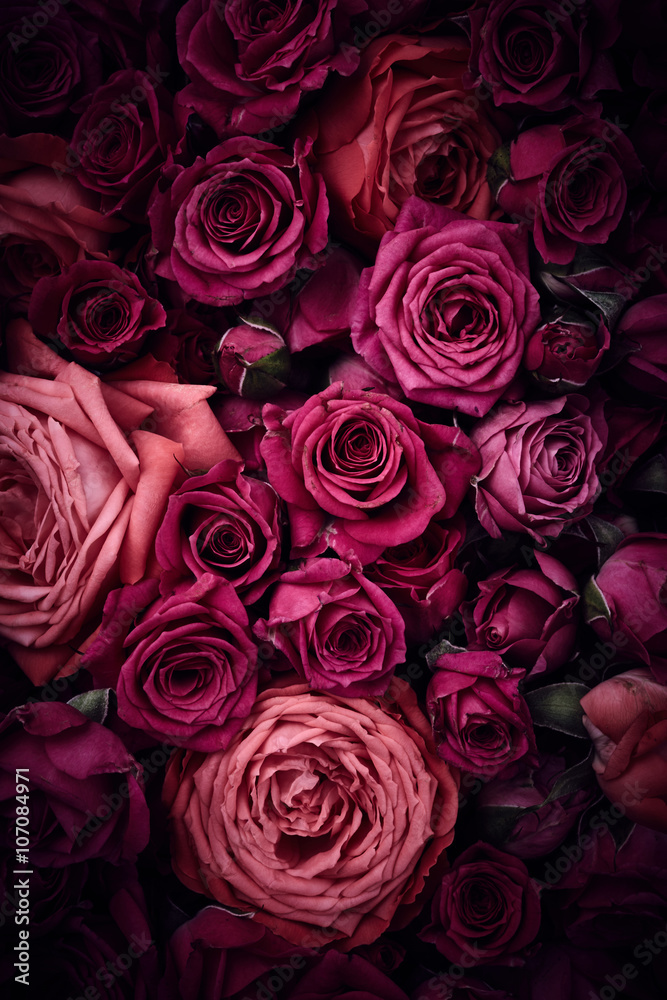 Obraz premium Tło róże