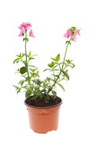 Flowering Nemesia plant