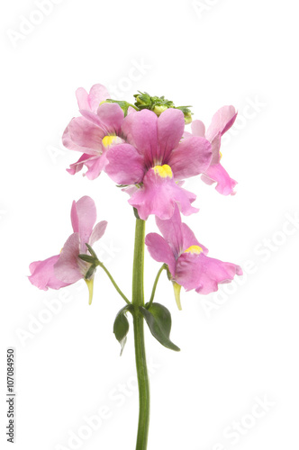 Nemesia flowers isolated