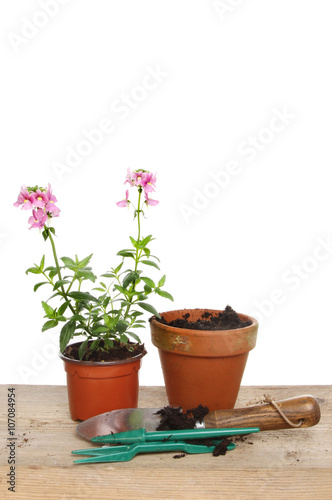 Bedding plant and tools
