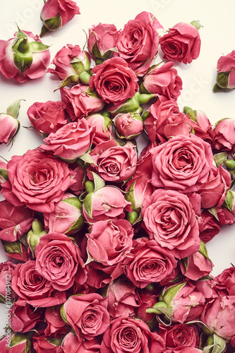 Beautiful pink roses