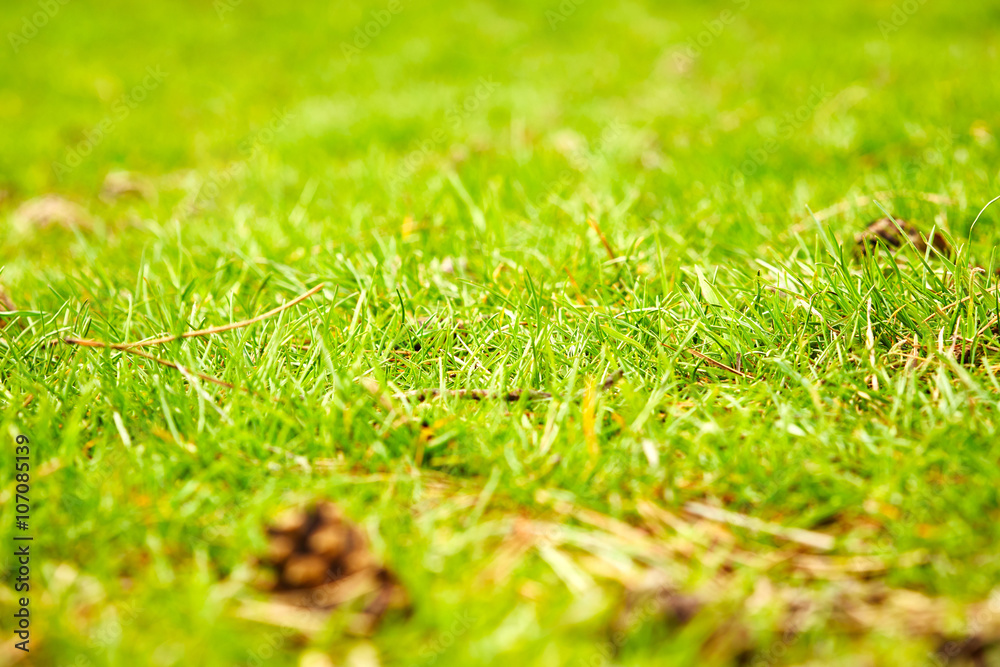 Green grass Green grass