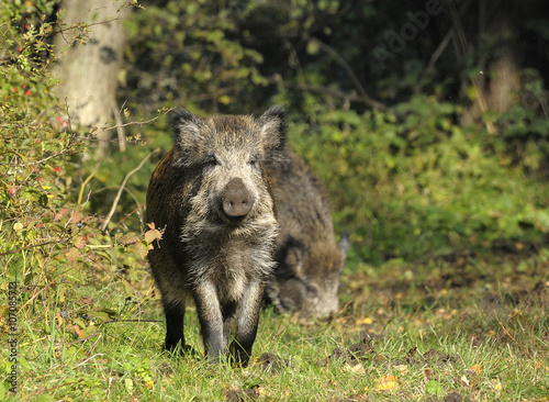 scrofa running on a green grass