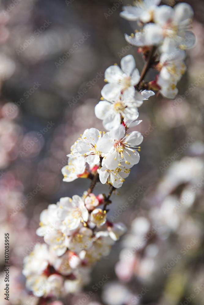 white branch of flowering apricot white branch of flowering apricot