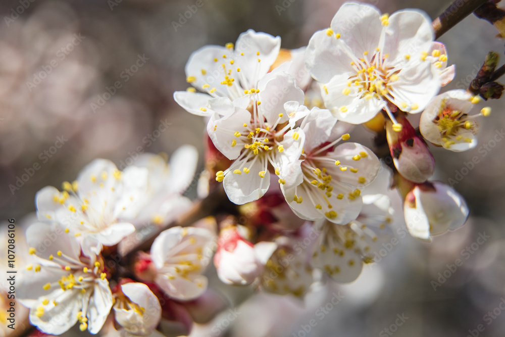 a lot of white flowers of almond on branch