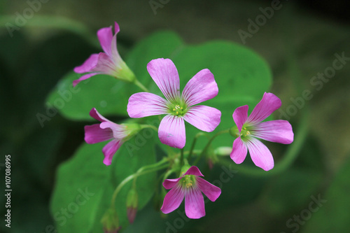 purple violet flowers 