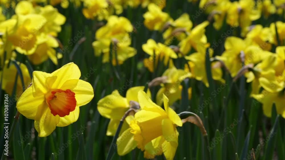 Many yellow daffodils moved by the breeze, with a different, red. Many yellow daffodils moved by the breeze, with a different, red.