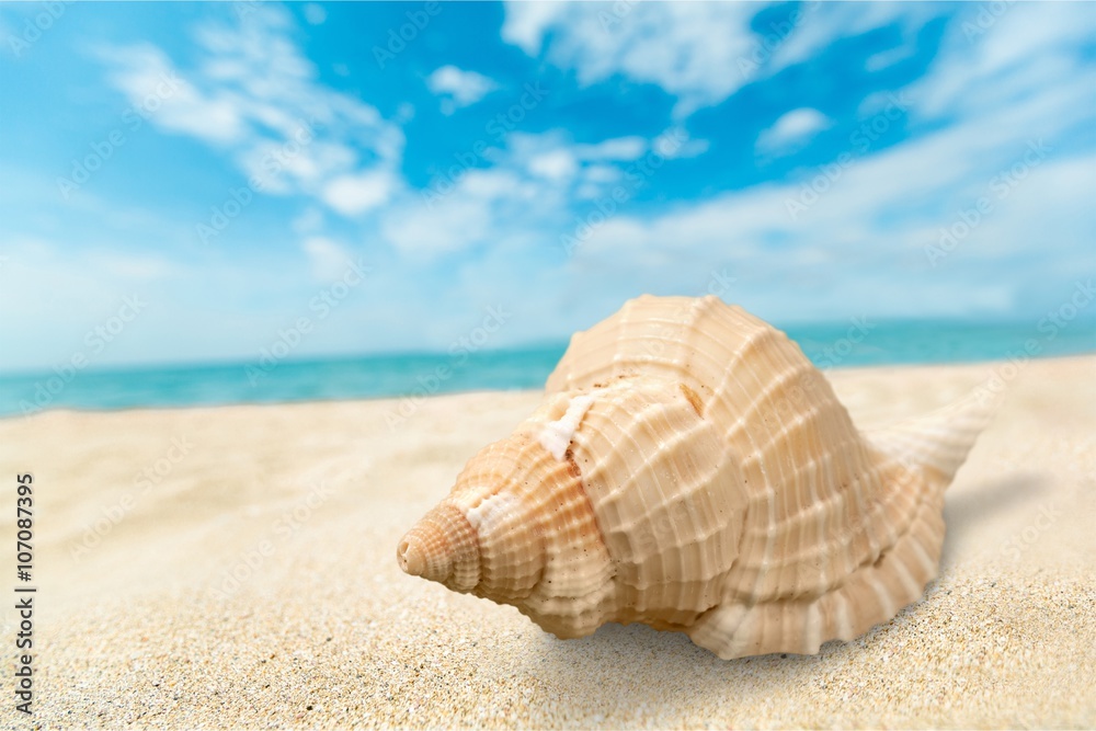 Shell. Shell.