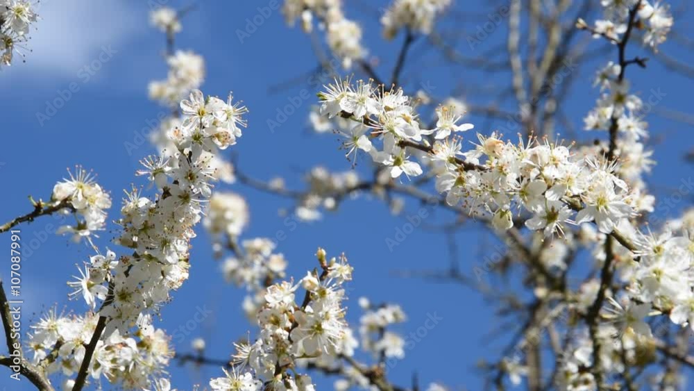 Prunellier en fleurs Prunellier en fleurs