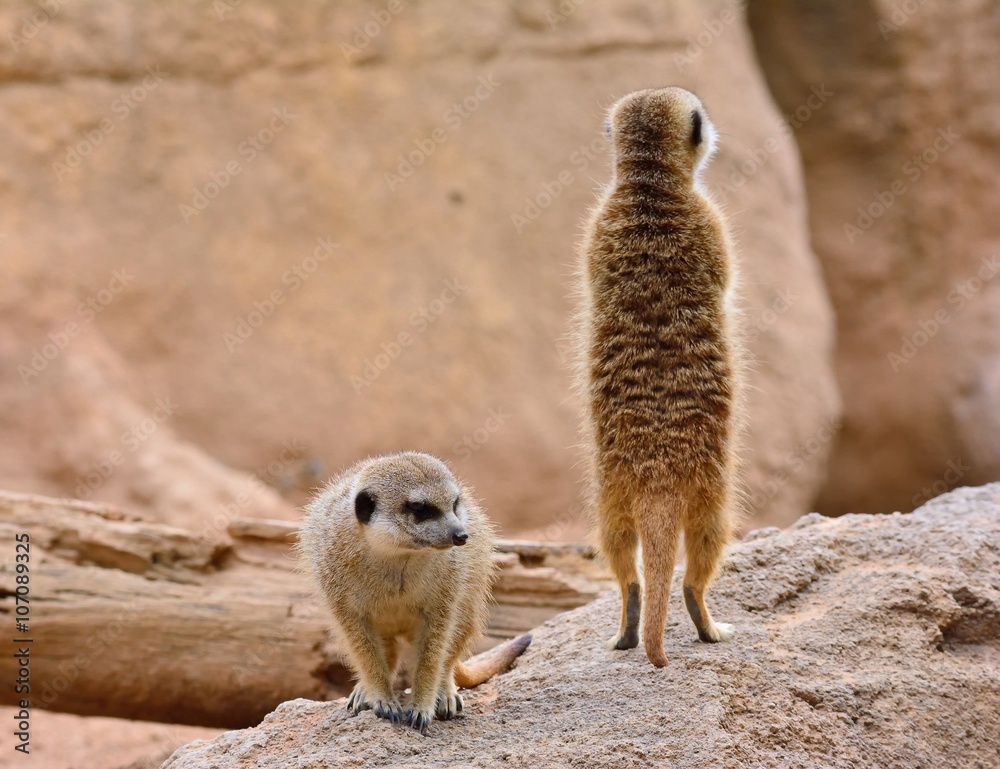 Fototapeta premium Two suricates on rock formation on background