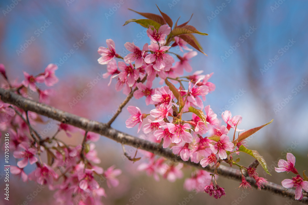 close-up of Wild Himalayan cherry blooming (Prunus cerasoides) close-up of Wild Himalayan cherry blooming (Prunus cerasoides)