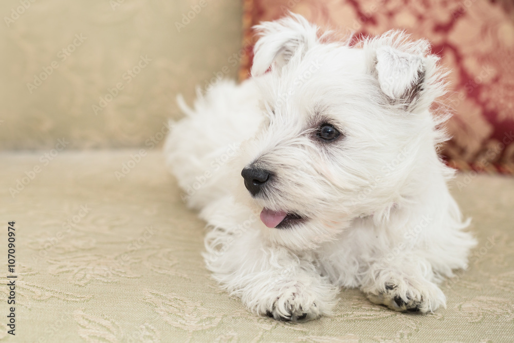 Westie, West Highland White Puppy