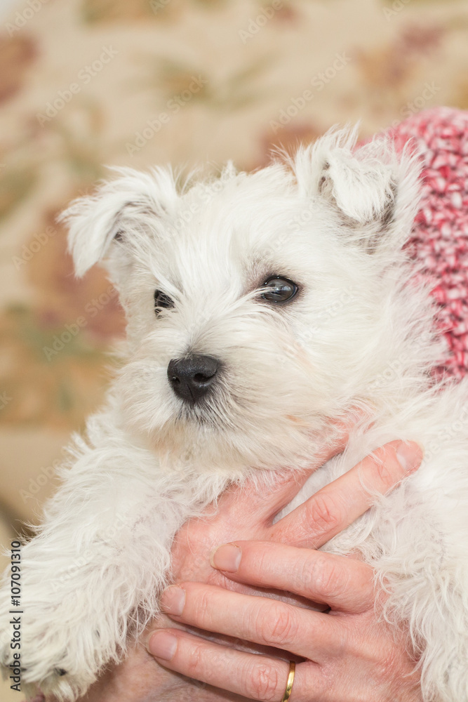 Westie, West Highland White Puppy Westie, West Highland White Puppy