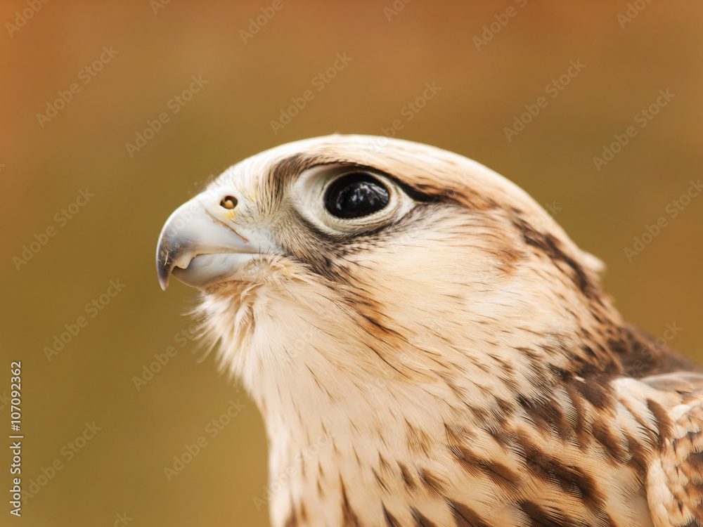Head of saker falcon - falco cherrug Head of saker falcon - falco cherrug