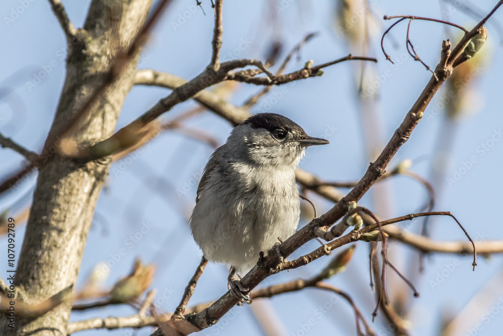 Mönchsgrasmücke (Sylvia atripacilla) Mönchsgrasmücke (Sylvia atripacilla)