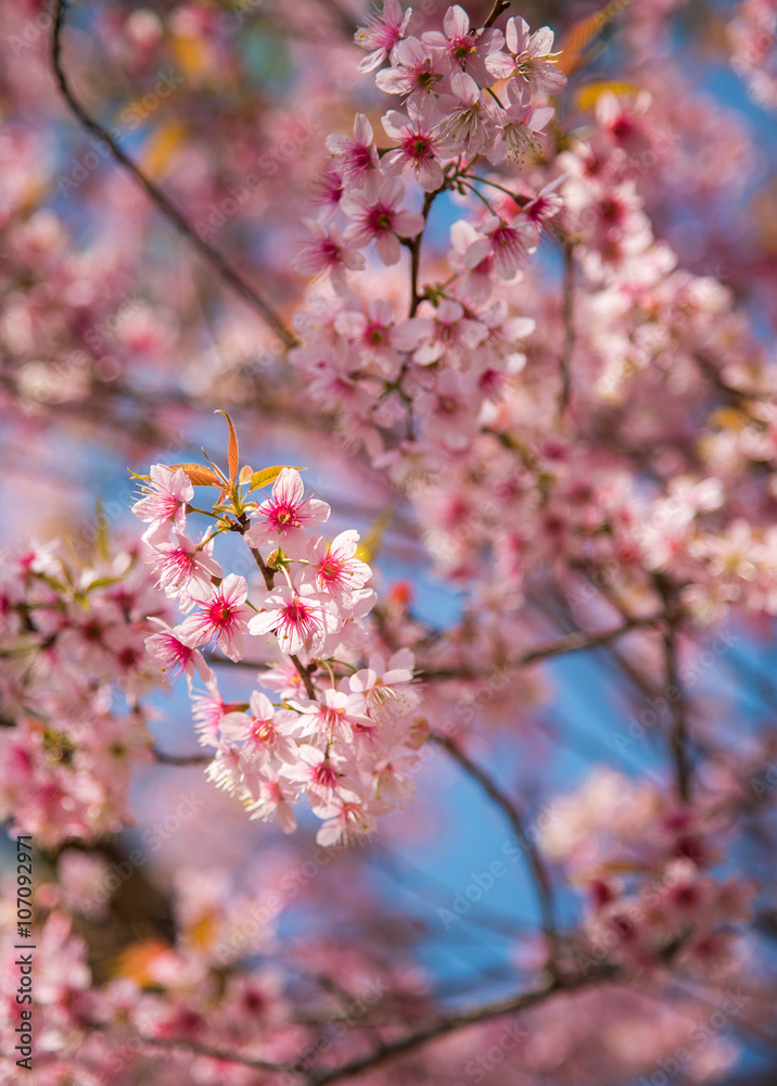 close-up of Wild Himalayan cherry blooming (Prunus cerasoides) close-up of Wild Himalayan cherry blooming (Prunus cerasoides)