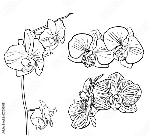 Hand drawn orchid 