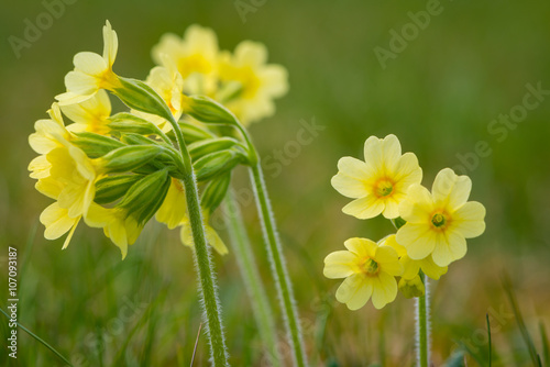 Tableau sur toile macro of primrose cowslip primula flower at garden grass in spring