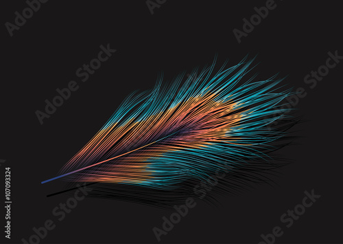 Vector feather on black background