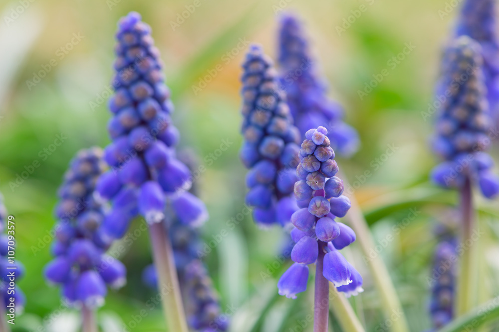 blue blossoms of muscari flower at garden in spring blue blossoms of muscari flower at garden in spring