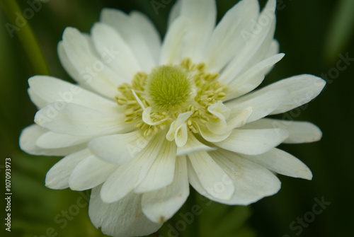 Anemone