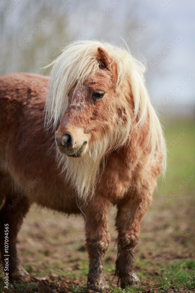 Blondes Pony