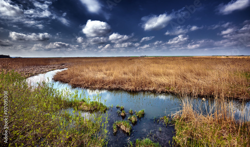 Marshes and reed