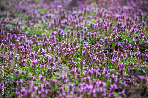 Purple flowers field