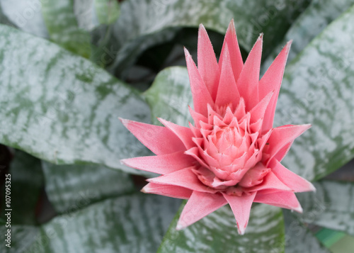 Fotografija Aechmea