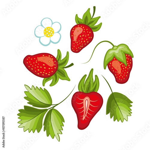 Fototapeta Naklejka Na Ścianę i Meble -  Set of ripe sweet strawberry and flower with leaves. Vector.