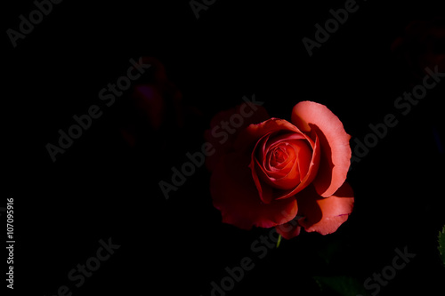 Red rose in strong side light with black background